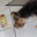 pets premium (3)