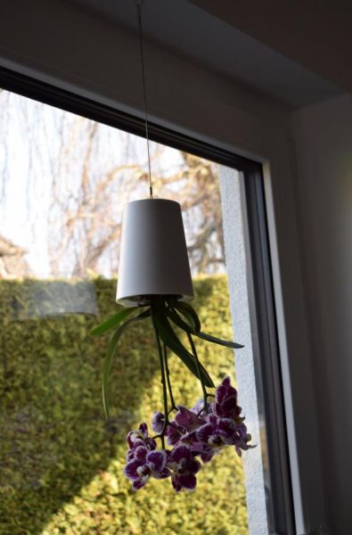 Produkttest: boskke Sky Planter von Greenbop boskke Blumentopf 395x600 - Produkttest: boskke Sky Planter von Greenbop