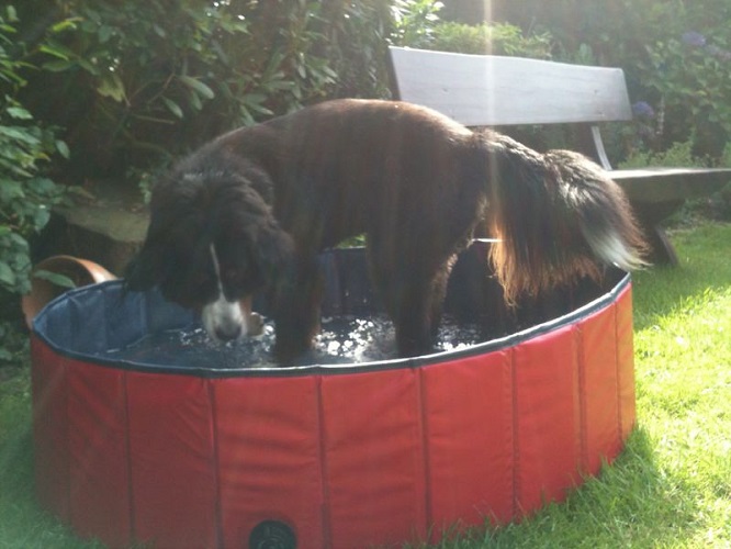 karlie doggy pool (3)