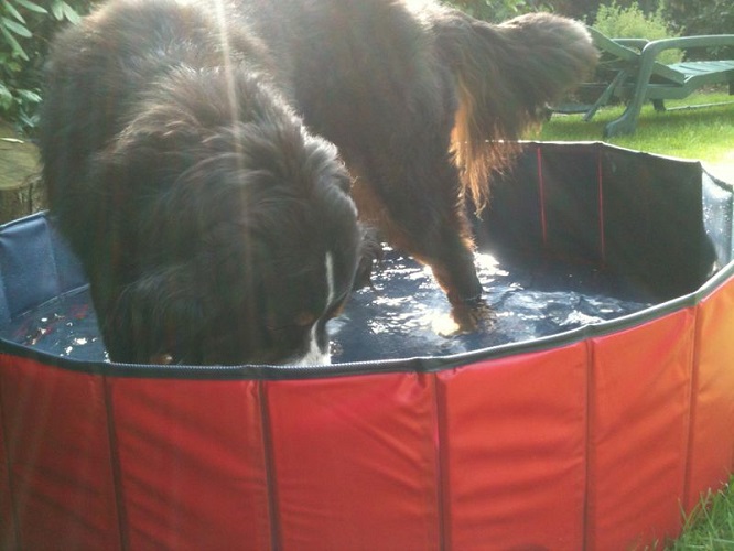 karlie doggy pool (4)